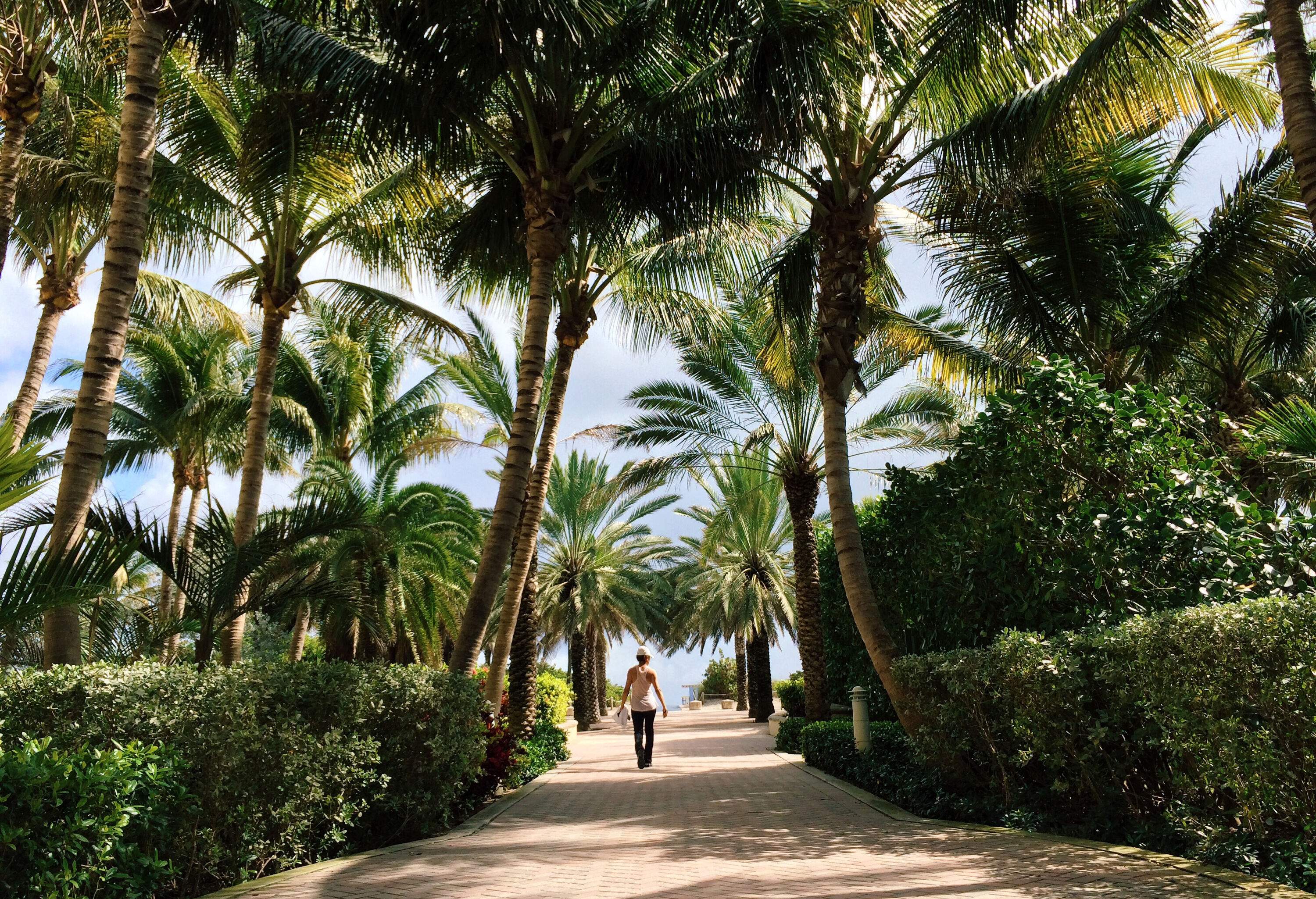A woman walks on the cobbled path in the middle of the green plants under the palm trees.