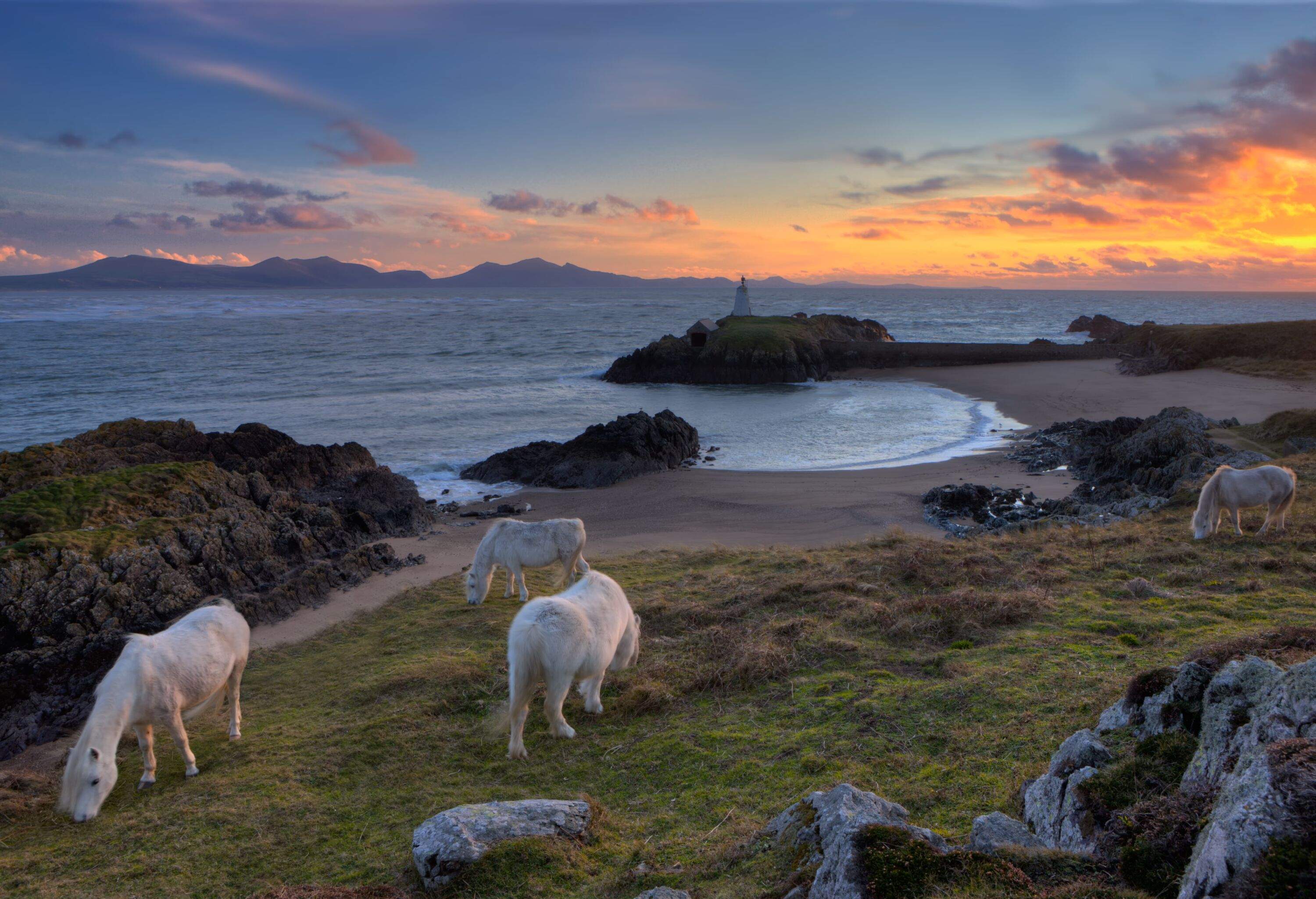 Mid winter sunset at Llanddwyn on island of Anglesey with white horse grazing near sea.