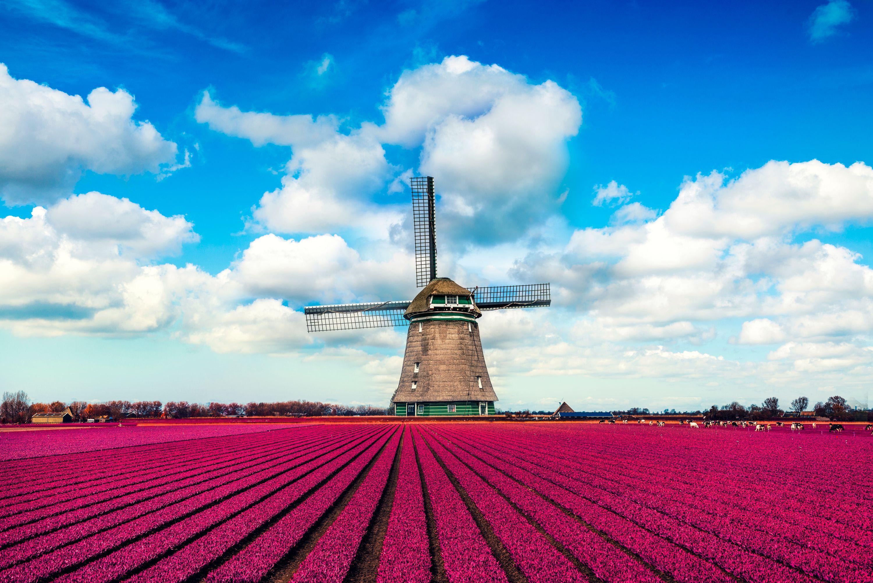 Cheap Flights to the Netherlands from 19 KAYAK